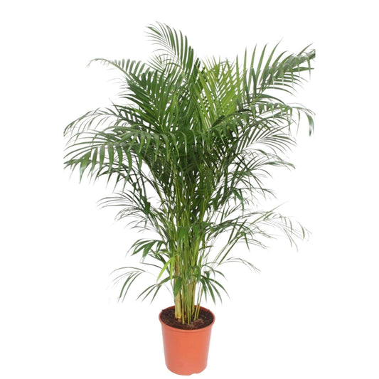 Dypsis Lutescens (Areca Palm)↕150cm - Ø30 - Sierplantenshop