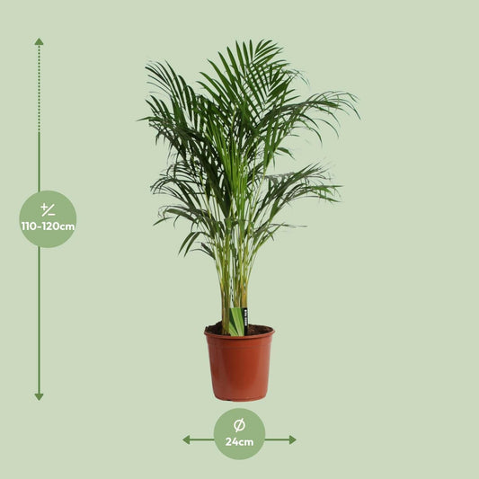 Dypsis Lutescens - Bamboepalm - areca palm - ↕120cm - Ø24 - Sierplantenshop