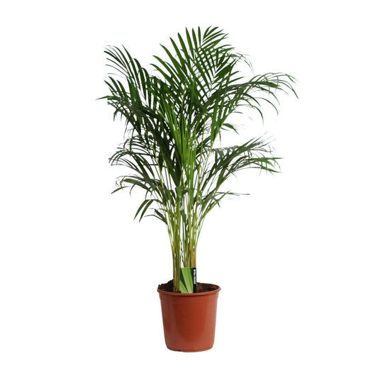 Dypsis Lutescens - Bamboepalm - areca palm - ↕120cm - Ø24 - Sierplantenshop