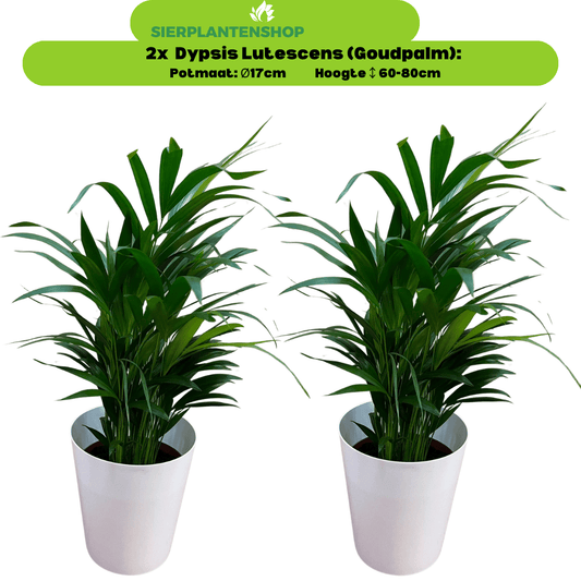 Dypsis Lutescens Duo in gratis witte sierpot - ↕65cm - Ø17 - Sierplantenshop