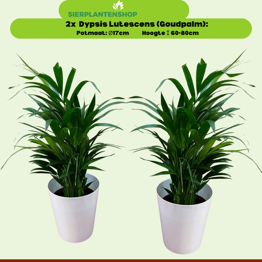 Dypsis Lutescens Duo in gratis witte sierpot - ↕65cm - Ø17 - Sierplantenshop