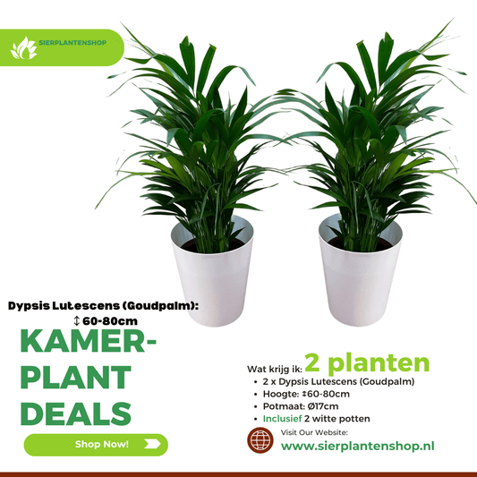 Dypsis Lutescens Duo in gratis witte sierpot - ↕65cm - Ø17 - Sierplantenshop