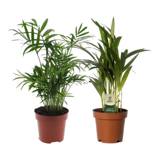 Dypsis lutescens/Chamadorea Duo - 2 stuks ↕35cm - Ø12 - Sierplantenshop