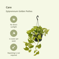 Epipremnum Golden Pothos 2 planten (Scindapsus) - ↕25cm - Ø14 - Sierplantenshop