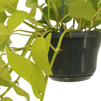 Epipremnum Golden Pothos 2 planten (Scindapsus) - ↕25cm - Ø14 - Sierplantenshop