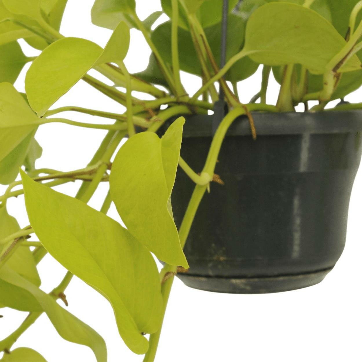 Epipremnum Golden Pothos 2 planten (Scindapsus) - ↕25cm - Ø14 - Sierplantenshop