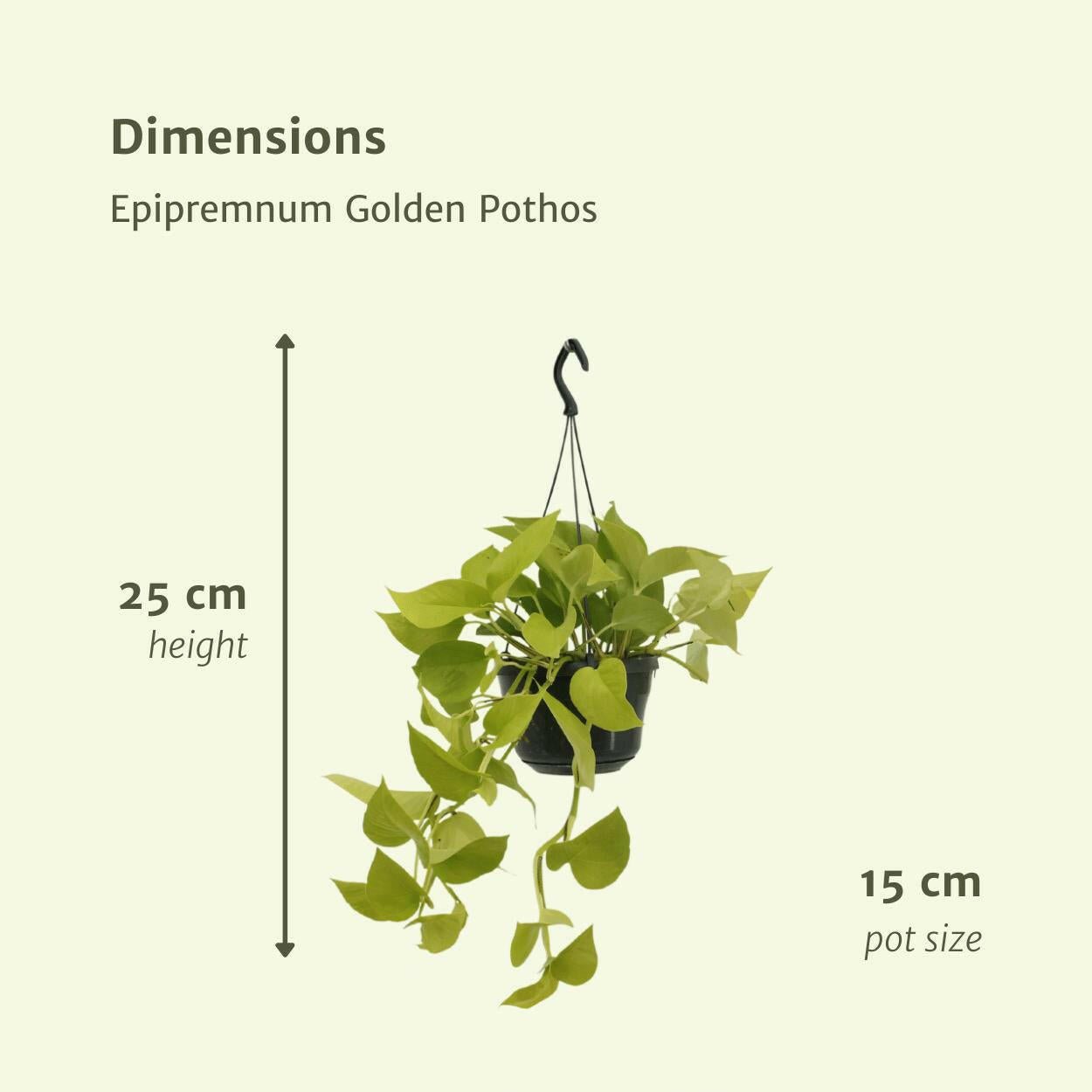Epipremnum Golden Pothos 2 planten (Scindapsus) - ↕25cm - Ø14 - Sierplantenshop