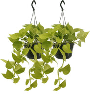 Epipremnum Golden Pothos 2 planten (Scindapsus) - ↕25cm - Ø14 - Sierplantenshop
