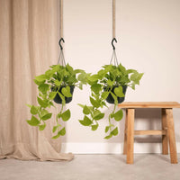 Epipremnum Golden Pothos 2 planten (Scindapsus) - ↕25cm - Ø14 - Sierplantenshop