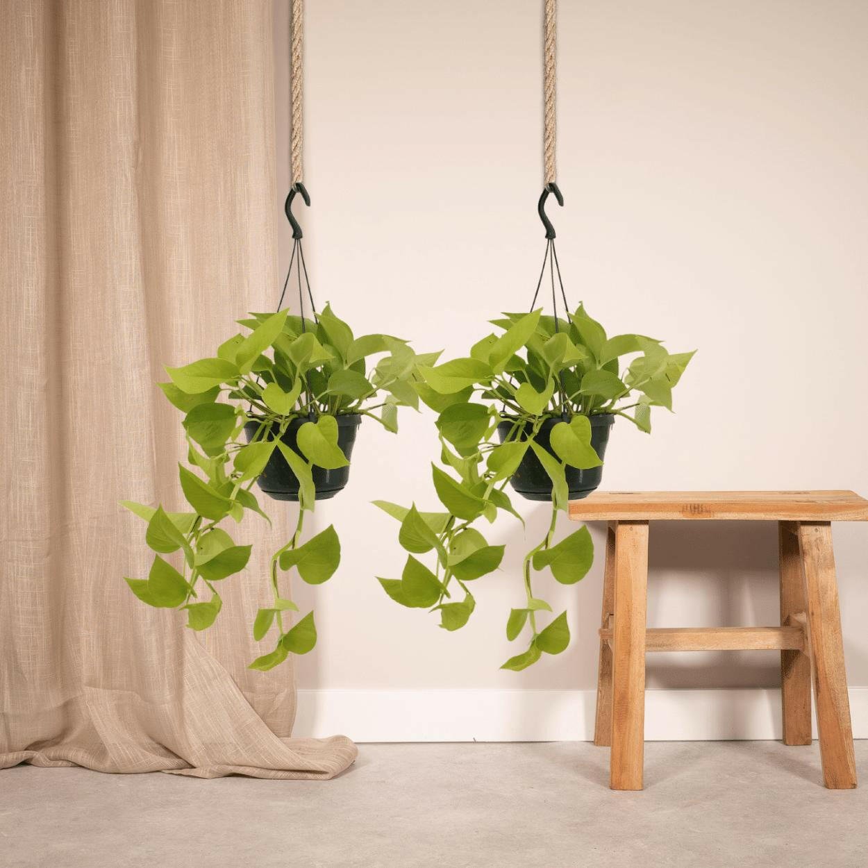 Epipremnum Golden Pothos 2 planten (Scindapsus) - ↕25cm - Ø14 - Sierplantenshop