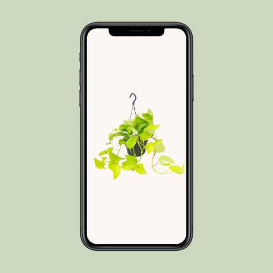 Epipremnum Golden Pothos - ↨25cm - Ø14 - Sierplantenshop