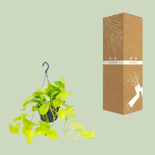 Epipremnum Golden Pothos - ↨25cm - Ø14 - Sierplantenshop