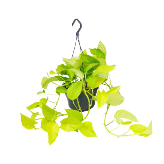 Epipremnum Golden Pothos - ↨25cm - Ø14 - Sierplantenshop