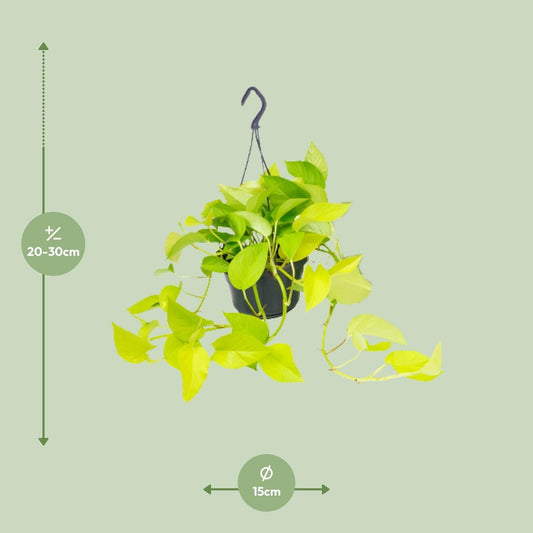 Epipremnum Golden Pothos - ↨25cm - Ø14 - Sierplantenshop