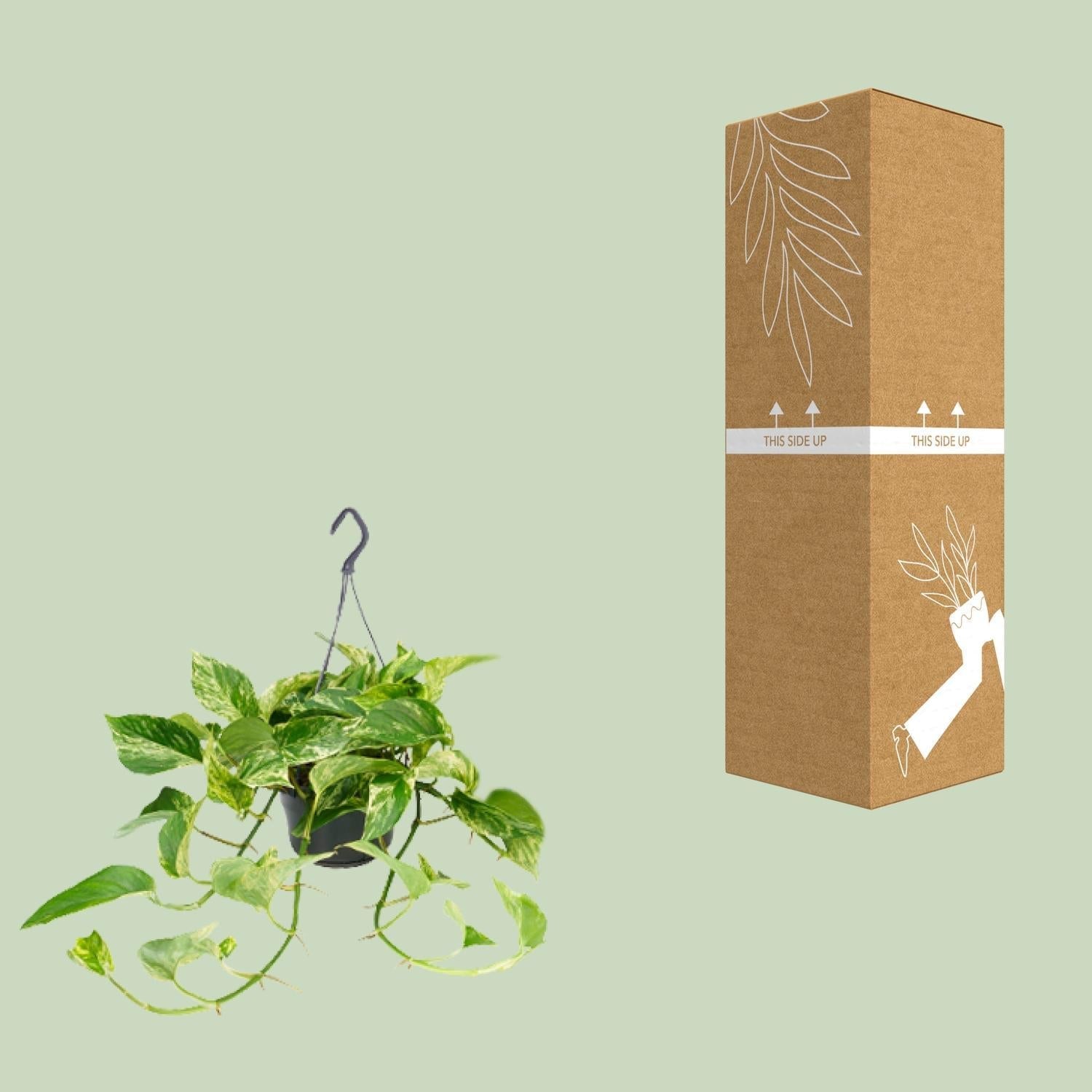 Epipremnum Marble Queen - ↨25cm - Ø14 - Sierplantenshop
