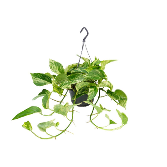 Epipremnum Marble Queen - ↨25cm - Ø14 - Sierplantenshop