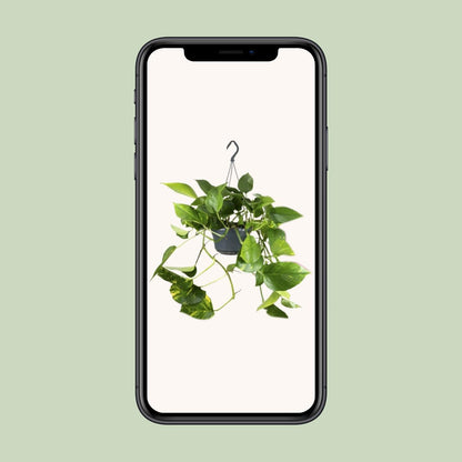 Epipremnum Pinnatum - ↨25cm - Ø14 - Sierplantenshop