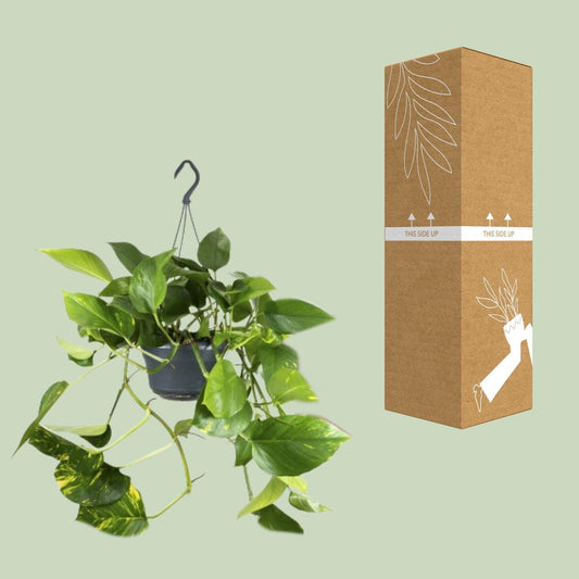 Epipremnum Pinnatum - ↨25cm - Ø14 - Sierplantenshop