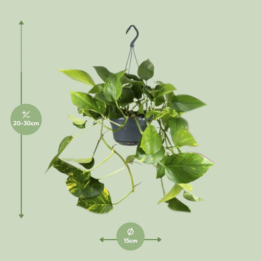 Epipremnum Pinnatum - ↨25cm - Ø14 - Sierplantenshop