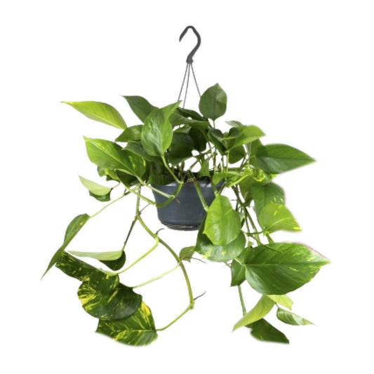 Epipremnum Pinnatum - ↨25cm - Ø14 - Sierplantenshop