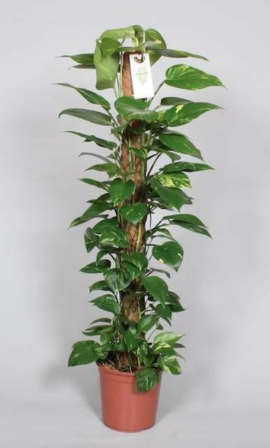 Epipremnum Pinnatum Klimplant ↕120cm - Ø24 - Sierplantenshop