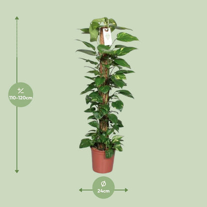 Epipremnum Pinnatum Klimplant ↕120cm - Ø24 - Sierplantenshop
