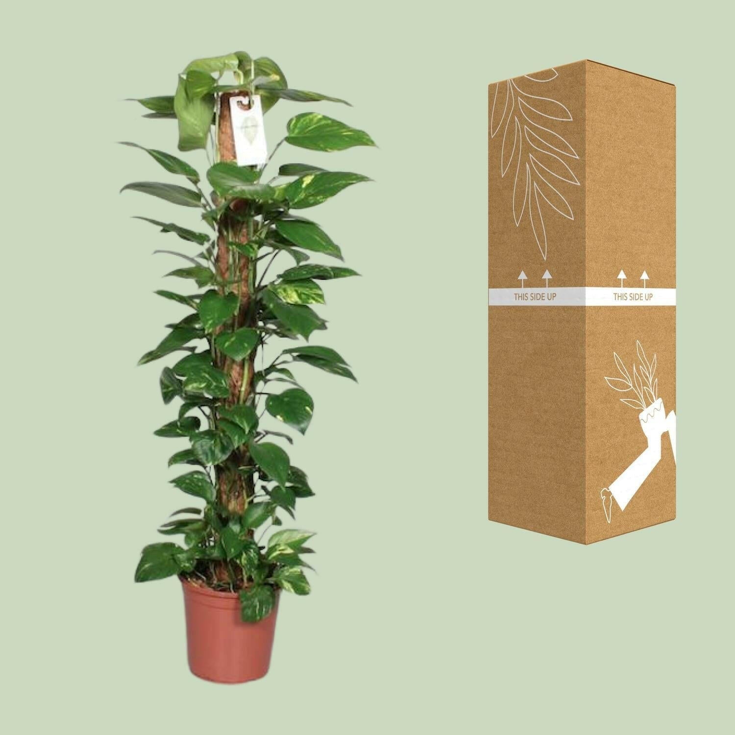 Epipremnum Pinnatum Klimplant ↕120cm - Ø24 - Sierplantenshop