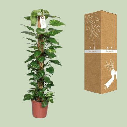 Epipremnum Pinnatum Klimplant ↕120cm - Ø24 - Sierplantenshop