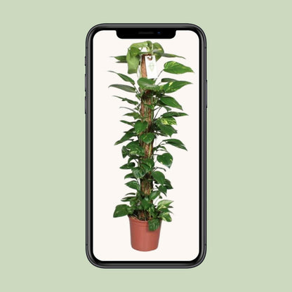 Epipremnum Pinnatum Klimplant ↕120cm - Ø24 - Sierplantenshop