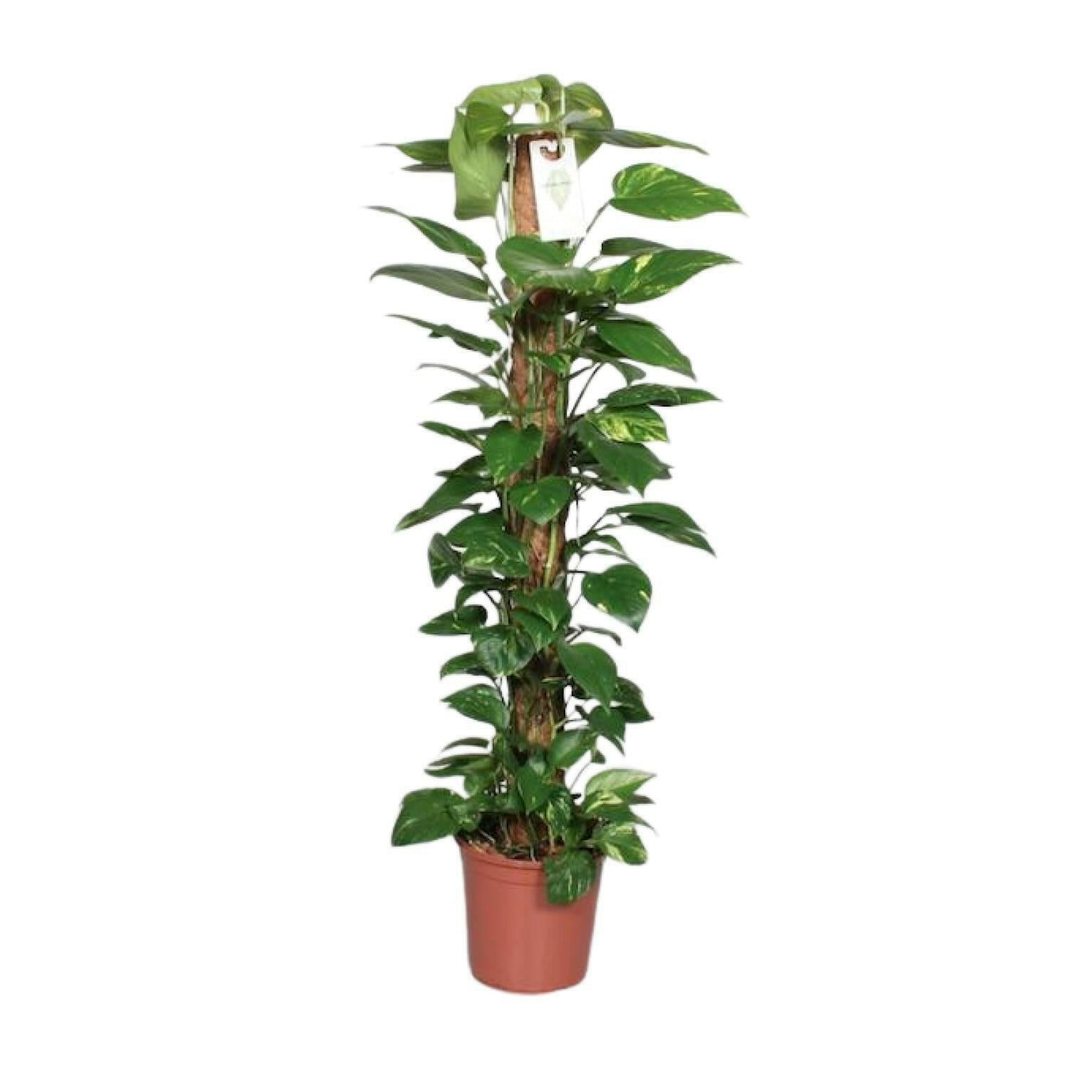 Epipremnum Pinnatum Klimplant ↕120cm - Ø24 - Sierplantenshop