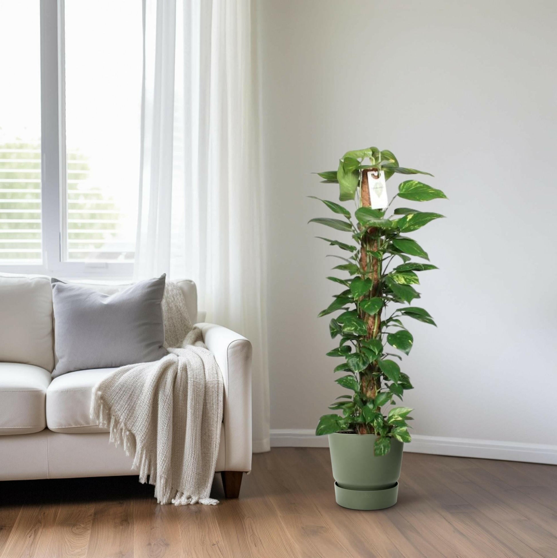 Epipremnum Pinnatum Klimplant ↕120cm - Ø24 - Sierplantenshop