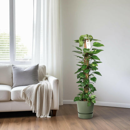 Epipremnum Pinnatum Klimplant ↕120cm - Ø24 - Sierplantenshop