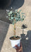 Eucalyptus Gunni Stam - Ø14cm - ↕45cm - Sierplantenshop