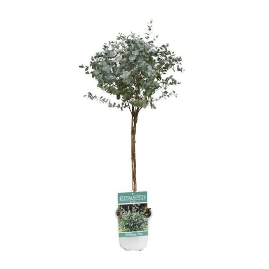 Eucalyptus - Ø17cm - ↕80cm - Sierplantenshop