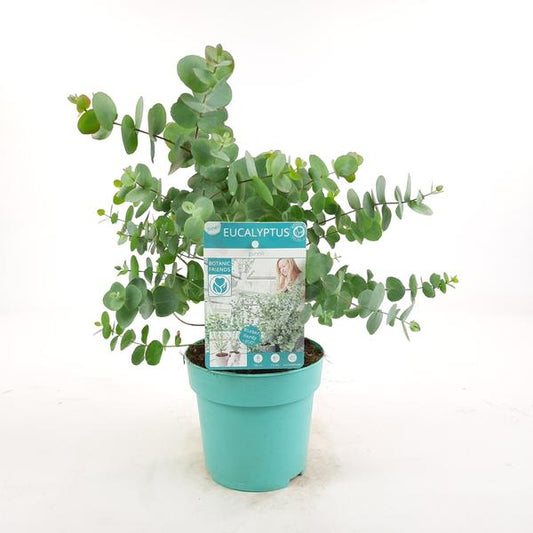 Eucalyptus pul. Baby Blue - Ø13cm - ↕20cm - Sierplantenshop