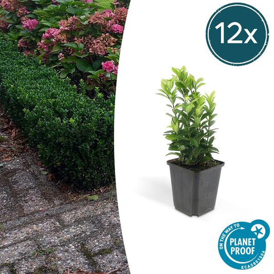 Euonymus jap. Green Spire - 12x - ↕15cm - Ø9 Vaste plant - Sierplantenshop - Sierplantenshop