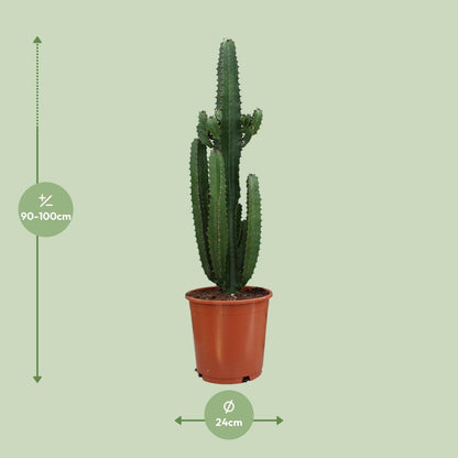 Euphorbia Acrurensis - Unieke Sierplant - ↕95cm - Ø24 - Sierplantenshop