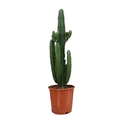 Euphorbia Acrurensis - Unieke Sierplant - ↕95cm - Ø24 - Sierplantenshop