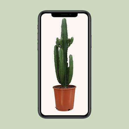 Euphorbia Acrurensis - Unieke Sierplant - ↕95cm - Ø24 - Sierplantenshop