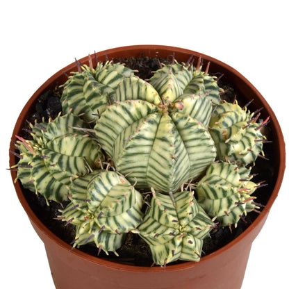 Euphorbia meloformis variegata - Ø9 - Sierplantenshop