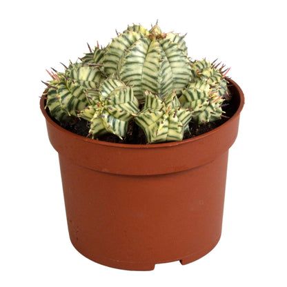 Euphorbia meloformis variegata - Ø9 - Sierplantenshop