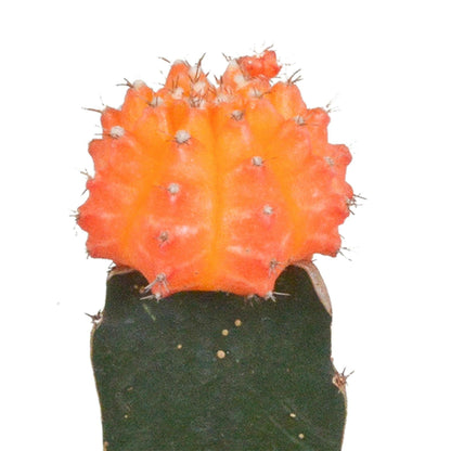 Euphorbia meloformis variegata set - 3x Gymnocalycium mix - Ø5 - Sierplantenshop