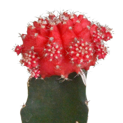 Euphorbia meloformis variegata set - 3x Gymnocalycium mix - Ø5 - Sierplantenshop