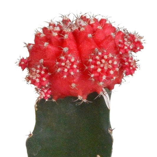 Euphorbia meloformis variegata set - 3x Gymnocalycium mix - Ø5 - Sierplantenshop