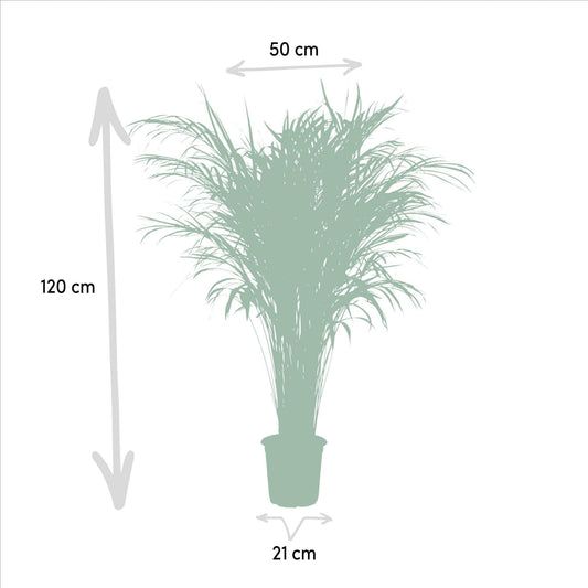 Exotische Areca Palm - ↨110cm - Ø21 - Sierplantenshop