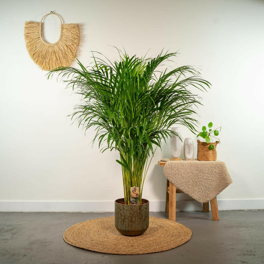 Exotische Areca Palm - ↨110cm - Ø21 - Sierplantenshop