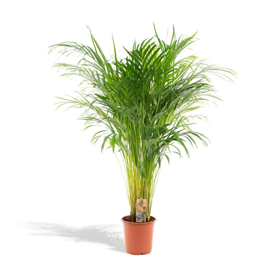 Exotische Areca Palm - ↨110cm - Ø21 - Sierplantenshop