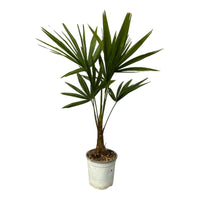 Exotische Trachycarpus Fortuneii Palm - ↨100cm - Ø18 - Sierplantenshop