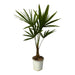 Exotische Trachycarpus Fortuneii Palm - ↨100cm - Ø18 - Sierplantenshop