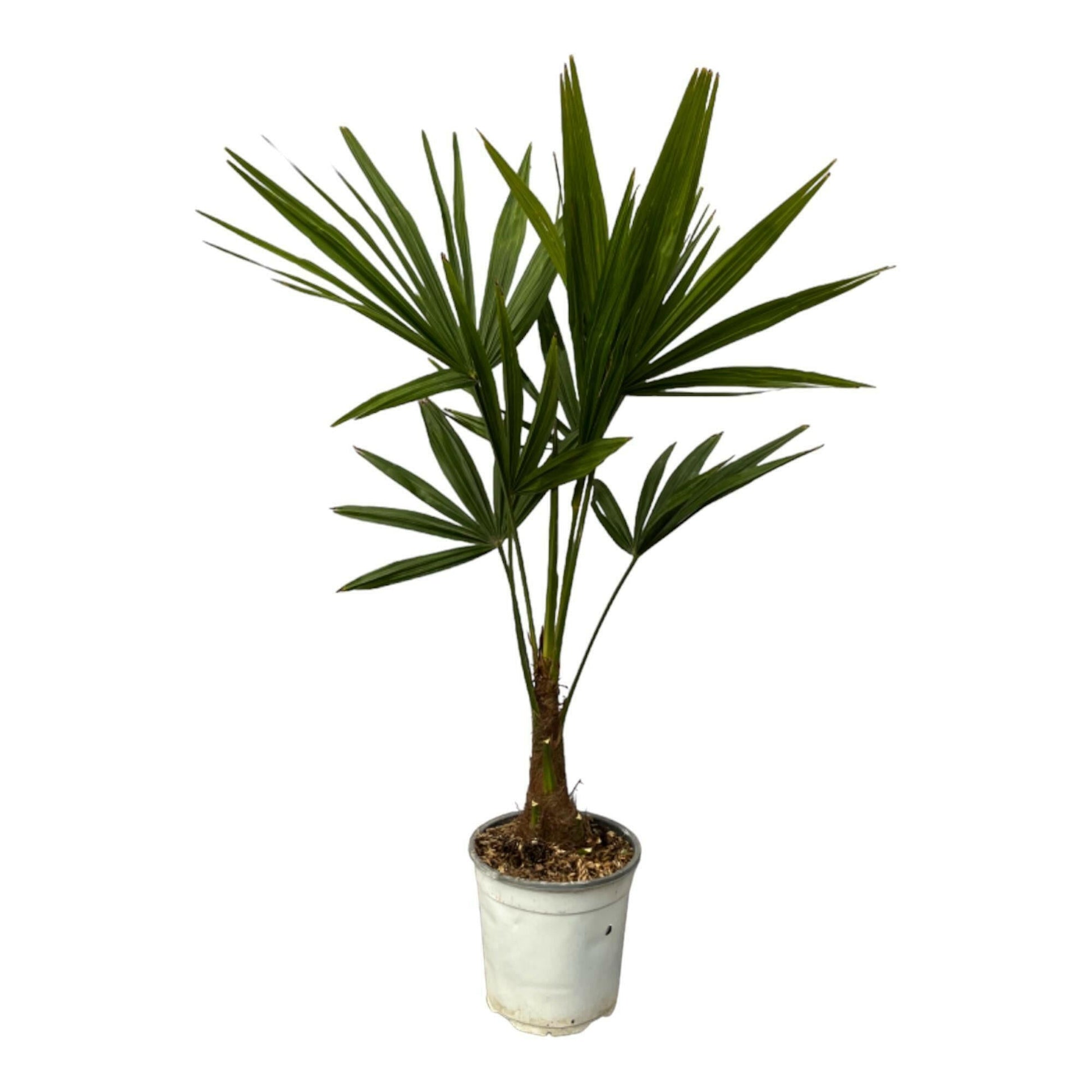 Exotische Trachycarpus Fortuneii Palm - ↨100cm - Ø18 - Sierplantenshop